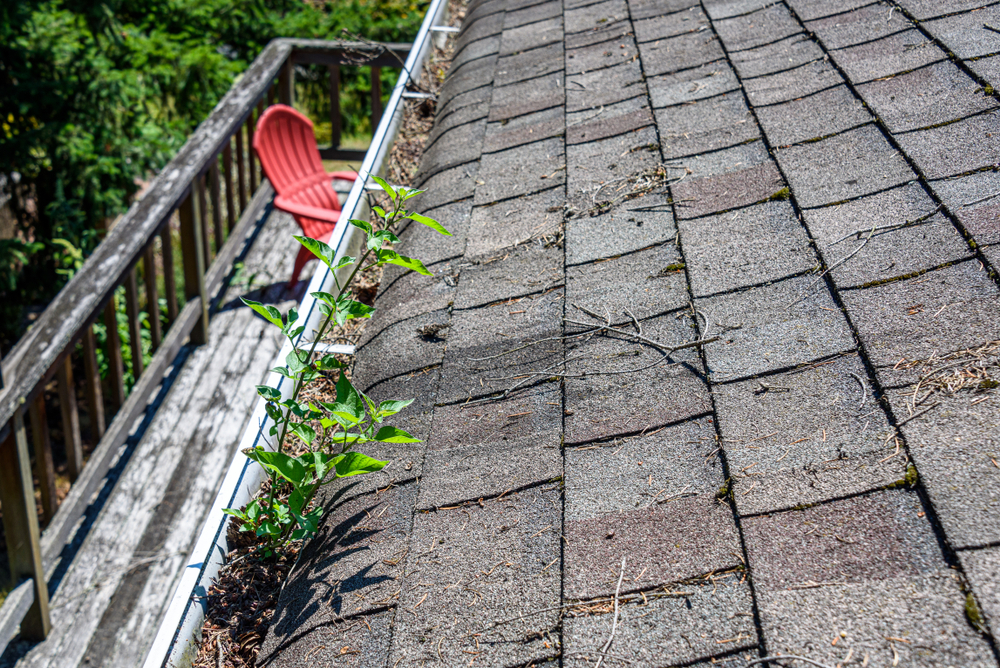 View,from,rooftop,of,asphalt,roof,shingles,and,gutter,filled