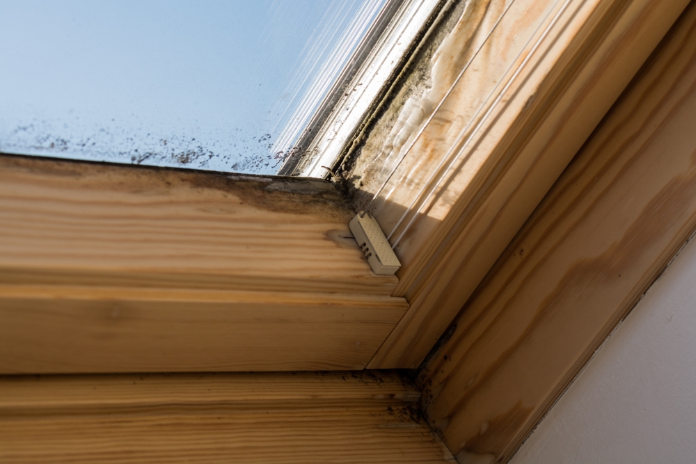 On,skylights,mildew,forms,by,inadequate,ventilation